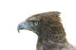 View enlarged image