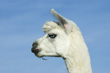 View enlarged image
